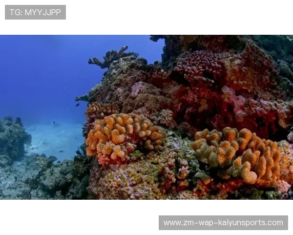 海洋生态潜水大赛,深海奇观尽收眼底,潜水海底世界海洋生物视频